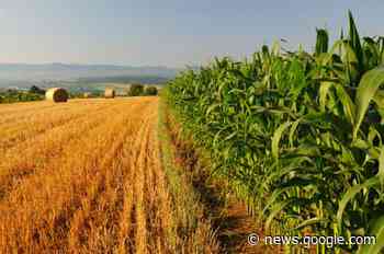 Ivrea, i terreni intorno alla Variante del Peduncolo restano agricoli - Il Torinese