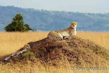 India to get 12 cheetahs from South Africa next month - Clearwater ... - Clearwater Times