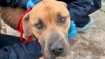 Clearwater locals to host a fundraiser for mistreated dogs - CFJC Today Kamloops