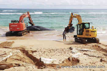 Marine mammal officials investigate sperm whale death on Kauai