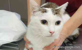 Luino, gatto abbandonato al Parco Margorabbia: «Non è umano, è ... - Luino Notizie