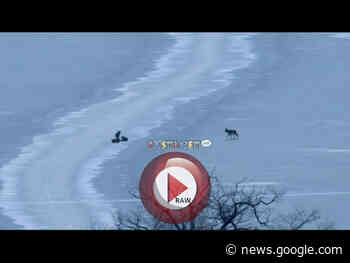 Group of coyotes caught on camera playing, wrestling out on ... - Castanet.net