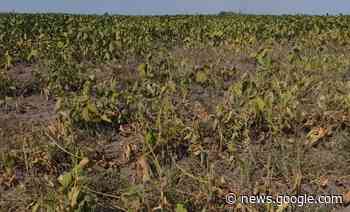 Productores de Buenos Aires reclamaron acciones urgentes por la ... - Agrofy News