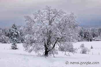 Comox Valley 2023 Tree of the Year nominations now open ... - Comox Valley Record