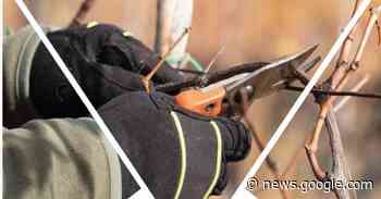 Matelica, torna il corso sulla potatura della vite: come partecipare - Picchio News