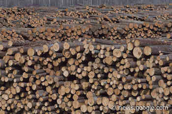 B.C. forest industry looks to get out of the woods amid meetings with ... - Peace Arch News