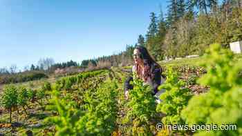 Growing Indigenous Forest Gardens | UBC Forestry - UBC Forestry