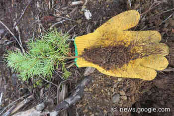 Cascade Lower Canyon Community Forest says hello to the ... - Hope Standard