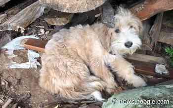 Moradora faz 'vaquinha' para cirurgia de cão resgatado em Itapeva - Tem mais