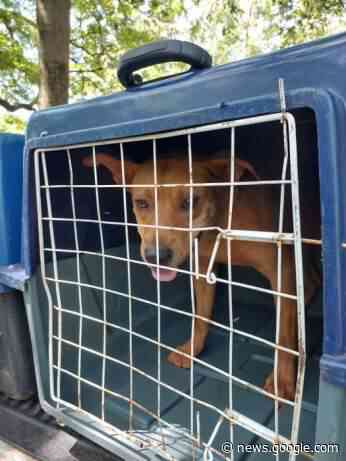 Animais em situação de maus-tratos são resgatados na região do ... - Hojemais