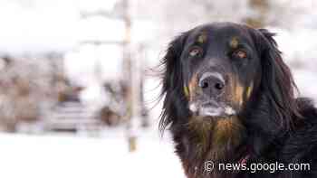 Collies, Retriever, Schäferhunde: 13 Hunderassen im Vergleich - Spektrum.de