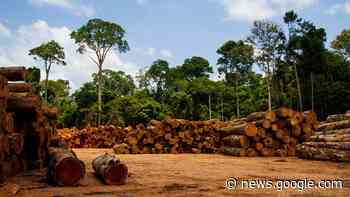 Bedrohter Regenwald: Die Folgen der Abholzung - Spektrum.de