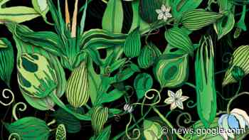 Pflanzenarten mit Hilfe von Social Media entdeckt - Radioeins