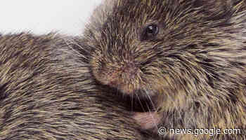 Biologie: Kuschelhormon Oxytocin doch nicht so wichtig? · Dlf Nova - Deutschlandfunk Nova