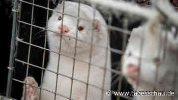 Vogelgrippe bei Nerzen: Experten befürchten Virusmutationen