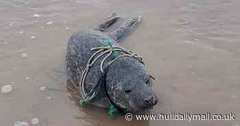 Search for seal pup seen 'wrapped up in rope' and 'in pain' near Bridlington