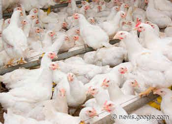 Como a avicultura brasileira pode evitar a Influenza Aviária - Folha de Irati
