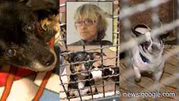 Tragedia a Montecopiolo: animali accolti anche a San Marino, da ... - San Marino Rtv