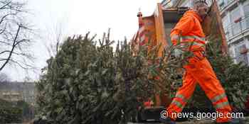 Zwischenbilanz: Abholung der Weihnachtsbäume in Haltern 2023 - Halterner Zeitung