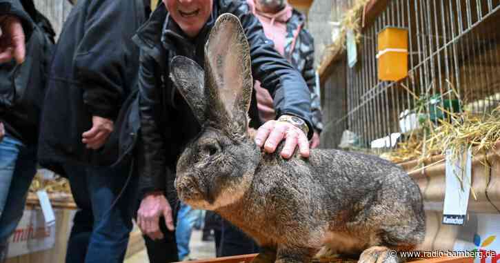 Nutztiere mit Kuschelfaktor – Kaninchen-Schau in Kassel