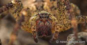 Hardheim: Die Nosferatu-Spinne ist besser als ihr Ruf - Rhein-Neckar Zeitung