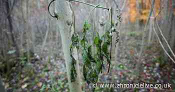 Warning ash dieback disease could kill millions of trees in Northumberland
