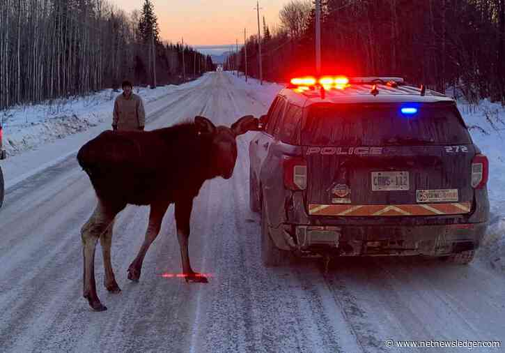 Thunder Bay: SAFETY ALERT: Moose frequenting roadway