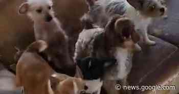 Politie arresteert vrouw die verwaarloosde honden wil redden - Het Laatste Nieuws