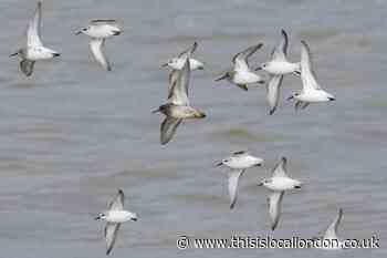 Wild Things: Birds can turn up anywhere!