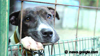 TIVOLI - Randagismo, il Comune cerca negozi che facciano sconti ... - Tiburno.tv