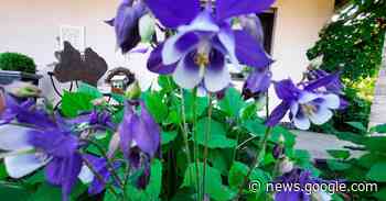 OGV Alsfeld plant einiges im Jahr 2023 - Oberhessische Zeitung