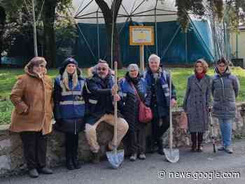 Il Rotary di Massa Marittima effettua la piantumazione degli alberi - MaremmaNews