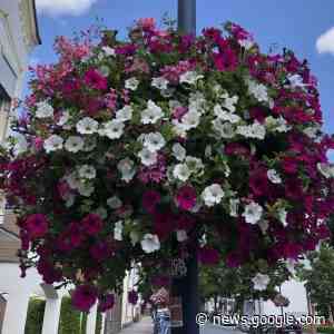COESFELD: Spenden für Blumenampeln - RADIO KIEPENKERL - Radio Kiepenkerl