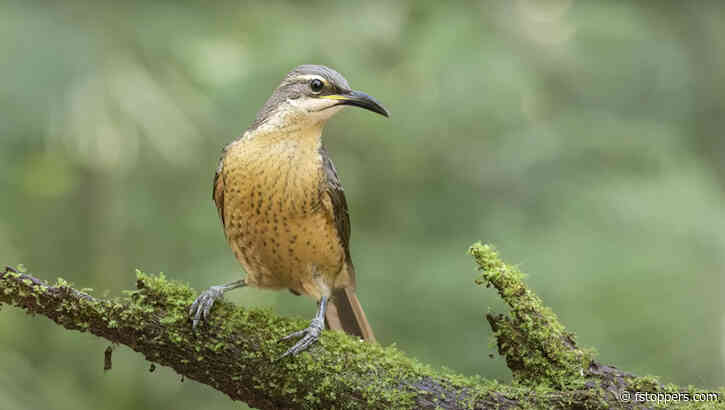 Is a Zoom or Prime Lens Better for Low-light Bird Photography?