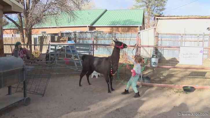 Oldest llama celebrates birthday in New Mexico