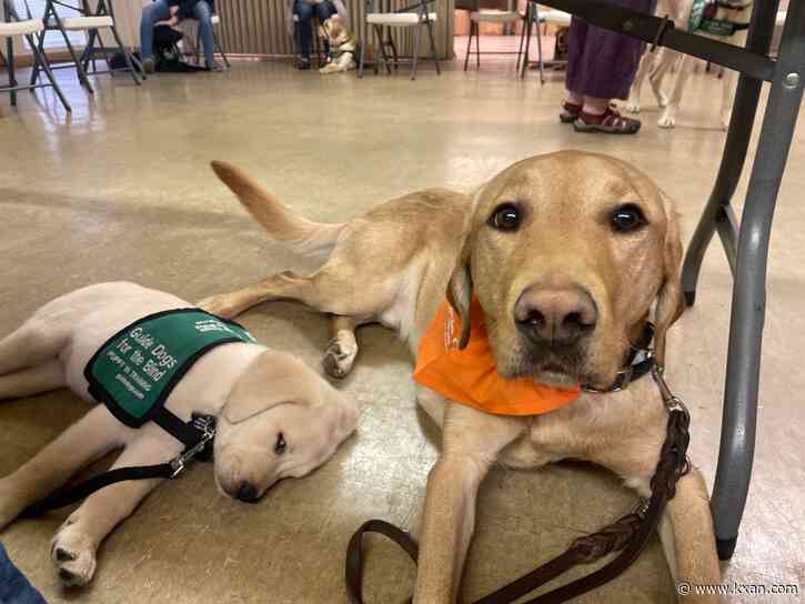 Guide Dogs for the Blind choses Austin to raise puppies, but volunteers needed