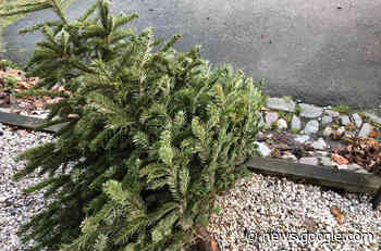 Peine: Diebe stehlen traditionelle Spende von Weihnachtsbäumen - regionalHeute.de