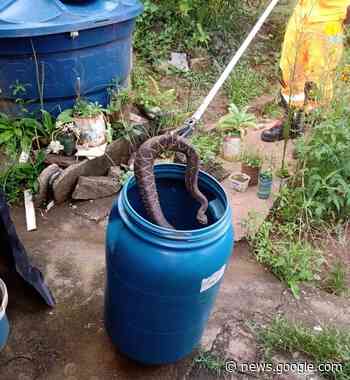 Que susto! Bombeiros de Lafaiete capturam cascavel em residência ... - Lafaiete Agora