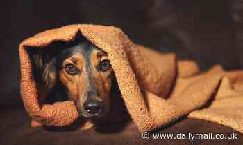 Anxious dogs can be calmed by exercising with other pooches, study shows 
