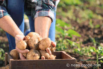 McCain Foods highlights regenerative agriculture initiatives - BakingBusiness.com