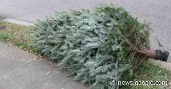 Kerstboomophaling van huis tot huis - Het Laatste Nieuws