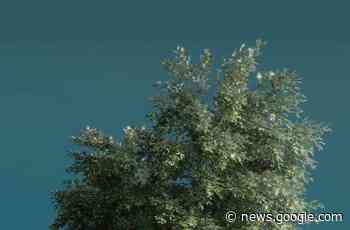 „Nur dunkelgrün reicht nicht“ - Wirtschaft - Schwetzinger Zeitung