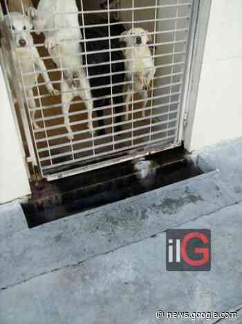 Mesagne. Deserta la terza gara per l'assegnazione del canile, il ... - Il Gazzettino di Brindisi