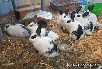 Zuhause gesucht: Kaninchen-Rasselbande sucht liebe Menschen - www.lokalkompass.de