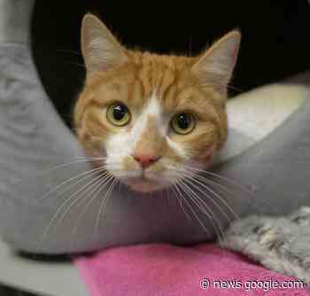 Fundtiere aus dem Essener Tierheim #519: Wer erkennt sein Tier ... - www.lokalkompass.de