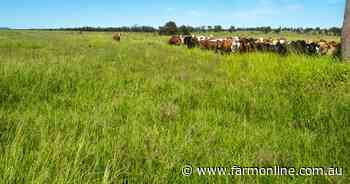 El Rocco to run 1000 backgrounders | Video