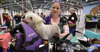 Top dog: Canines from across the country compete in Grayslake