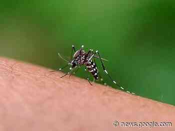 Inédito foco de dengue, em Pomerode, preocupa Secretaria de Saúde - Jornal de Pomerode