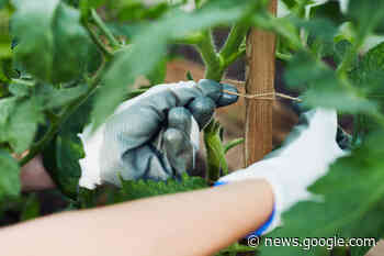 Every Gardener Needs To Check Out These Recycled DIY Plant Ties - DenGarden