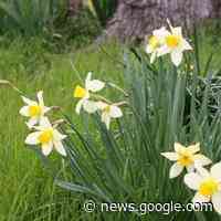 Master Gardener: Start planning your landscape with a drive - Athens Daily Review